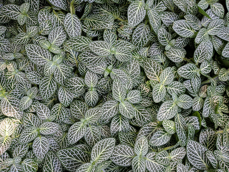 The leaves of a Nerve Plant.