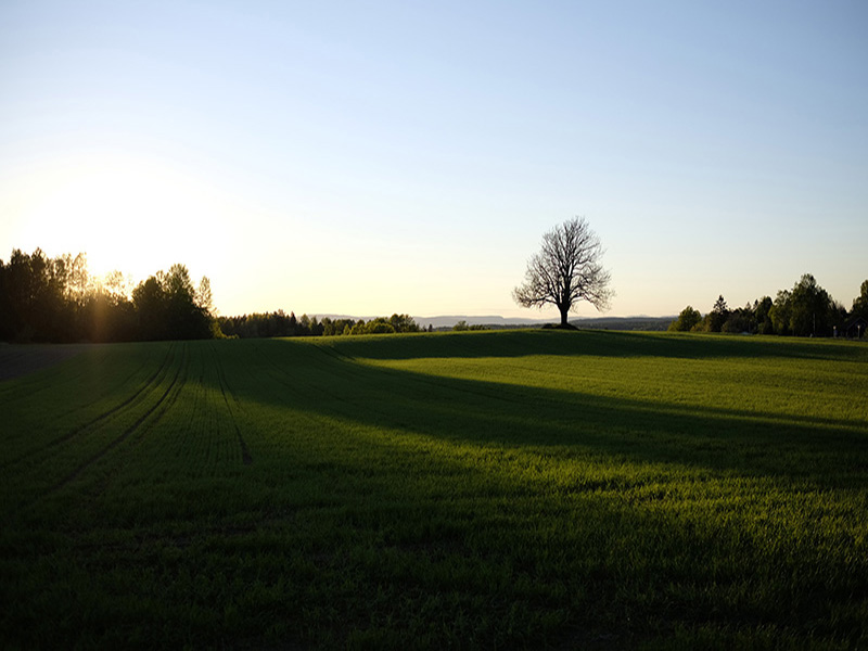 A solitary tree in a field.